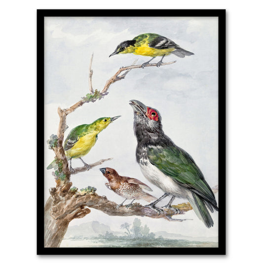 Aert Schouman Framed Wall Art Print Four Different Birds on a Branch Home Décor