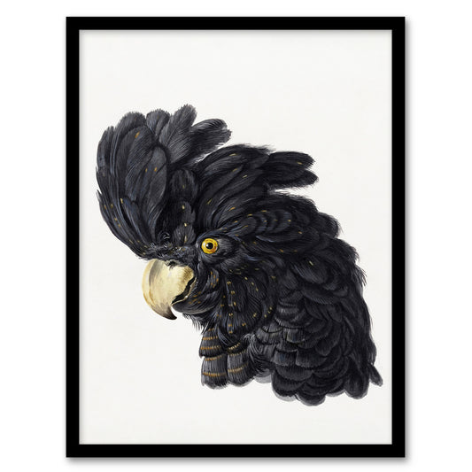 Aert Schouman Framed Wall Art Head of a Black Cockatoo Watercolour Home Décor