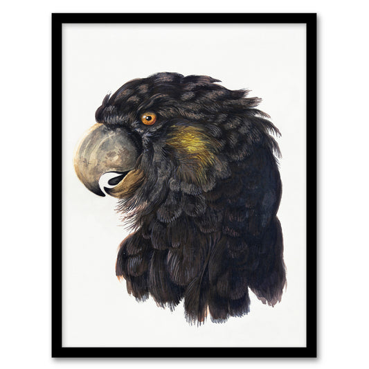 Aert Schouman Framed Wall Art Print Cockatoo Parrot Head Home Décor Watercolour