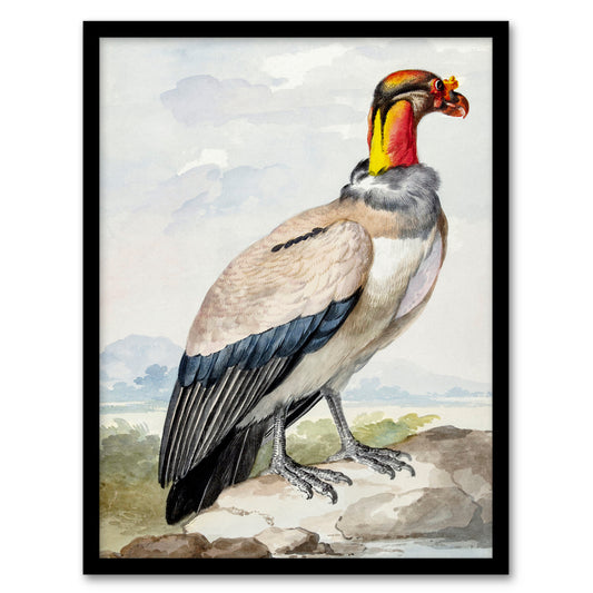 Aert Schouman Framed Wall Art King Vulture Bird Vintage Watercolour Home Décor