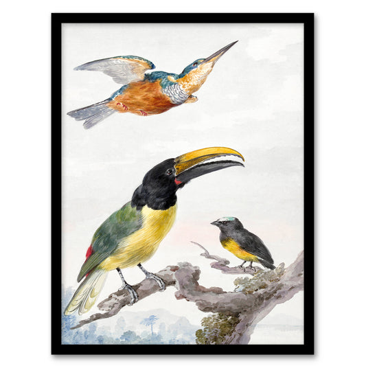 Aert Schouman Framed Wall Art Kingfisher Toucan Bird and a Sparrow Home Décor