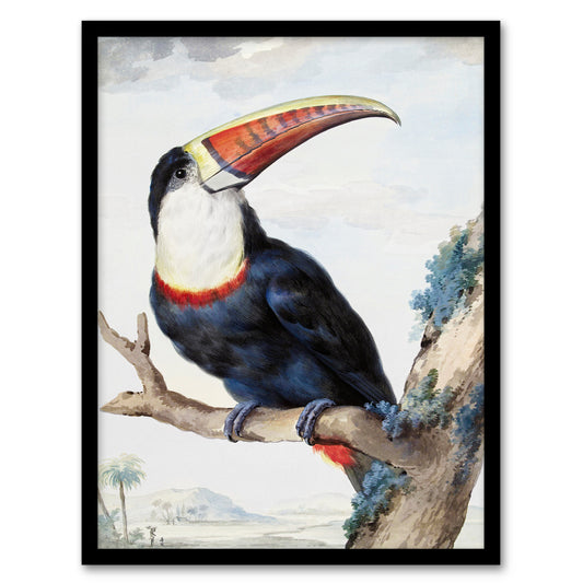 Aert Schouman Framed Wall Art Print Red Billed Toucan Bird Painting Home Décor
