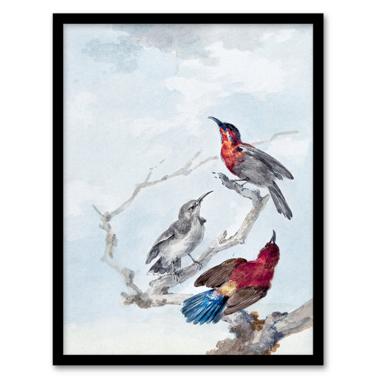 Aert Schouman Framed Wall Art Three Crimson Sunbirds Watercolour Home Décor