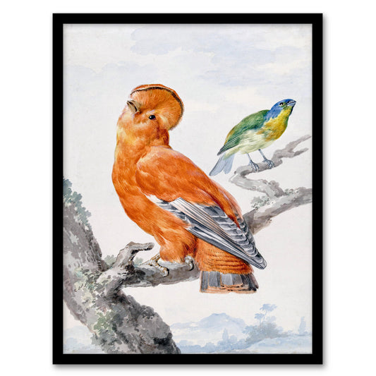 Aert Schouman Framed Wall Art Two Exotic Birds Watercolour Painting Home Décor