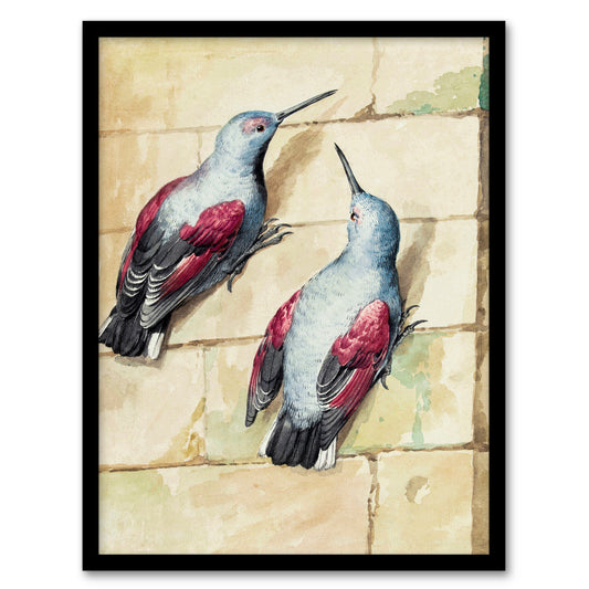 Aert Schouman Framed Wall Art Two Wallcreepers Watercolour Painting Home Décor