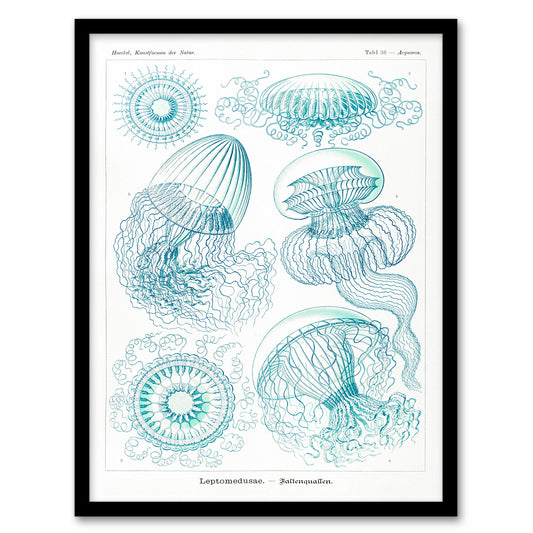Ernst Haeckel Framed Wall Art Aequoreidae Jellyfish Marine Life Species