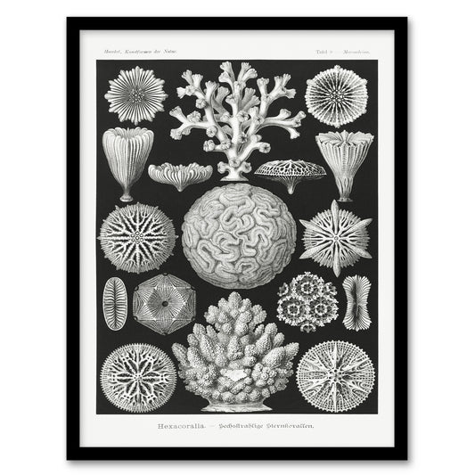 Ernst Haeckel Framed Wall Art Hexacorallia Marine Life Illustration Home Décor