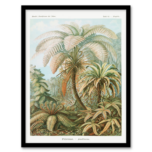 Ernst Haeckel Framed Wall Art Tropical Nature Filicinae Fern Plants Home Décor
