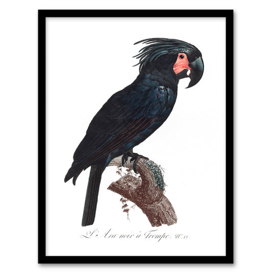 Francois Levaillant Framed Wall Art Print Black Palm Cockatoo Parrot Home Décor