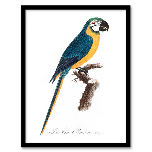 Francois Levaillant Framed Wall Art Blue and Yellow Macaw Parrot Home Décor