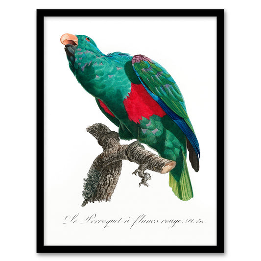 Francois Levaillant Framed Wall Art Print Eclectus Roratus Parrot Home Décor