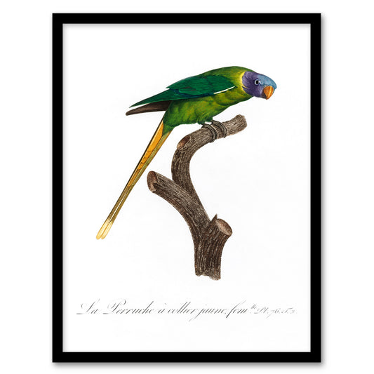 Francois Levaillant Framed Wall Art Print Female Plum Headed Parakeet Home Décor