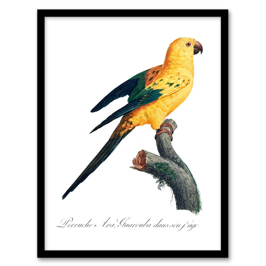 Francois Levaillant Framed Wall Art Print Female Sun Parakeet Bird Home Décor