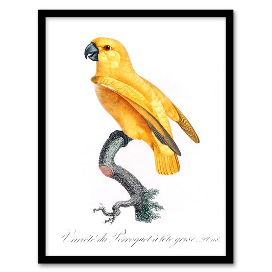 Francois Levaillant Framed Wall Art Print Lutino Senegal Parrot Home Décor