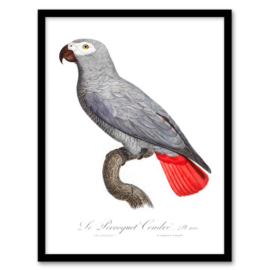 Francois Levaillant Framed Wall Art Psittacus Erithacus Grey Parrot Home Décor