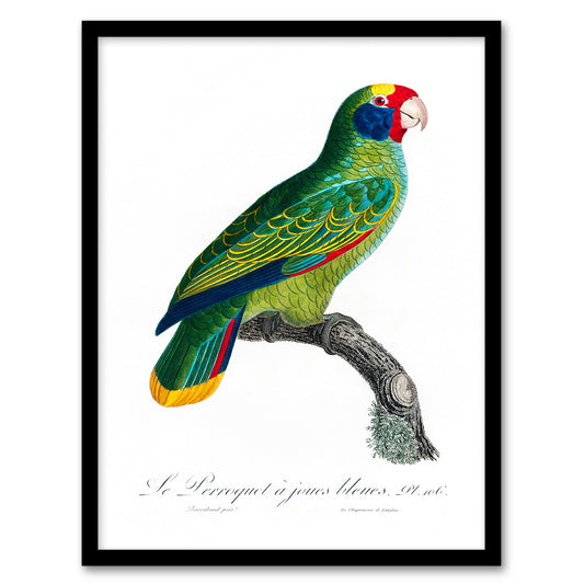 Francois Levaillant Framed Wall Art Print Red And Blue Amazon Parrot Home Décor