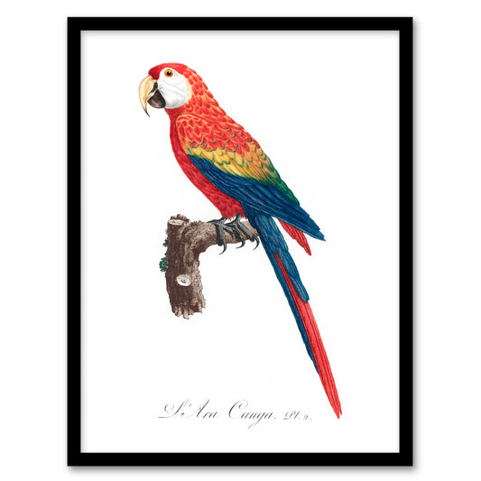 Francois Levaillant Framed Wall Art Print Scarlet Macaw Parrot Home Décor