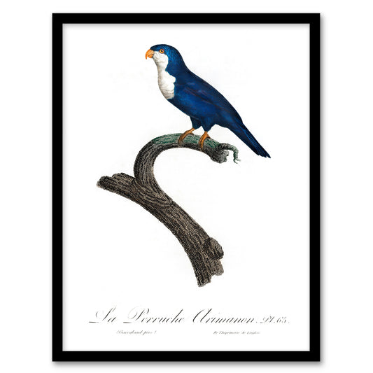 Francois Levaillant Framed Wall Art The Arimanon Parakeet Parrot Home Décor