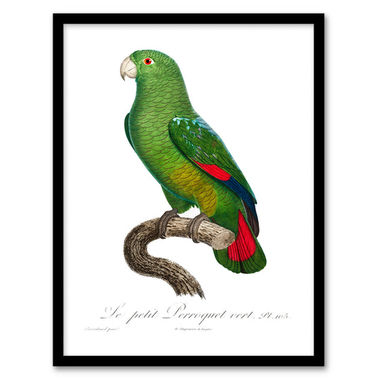 Francois Levaillant Framed Wall Art The Black Billed Amazon Parrot Home Décor