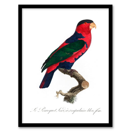 Francois Levaillant Framed Wall Art The Black Capped Lory Parrot Home Décor