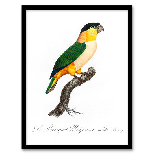 Francois Levaillant Framed Wall Art Print The Black Headed Parrot Home Décor