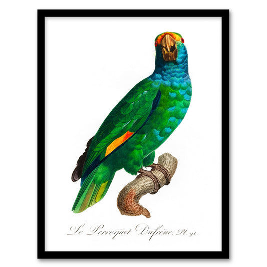Francois Levaillant Framed Wall Art The Blue Cheeked Amazon Parrot Home Décor
