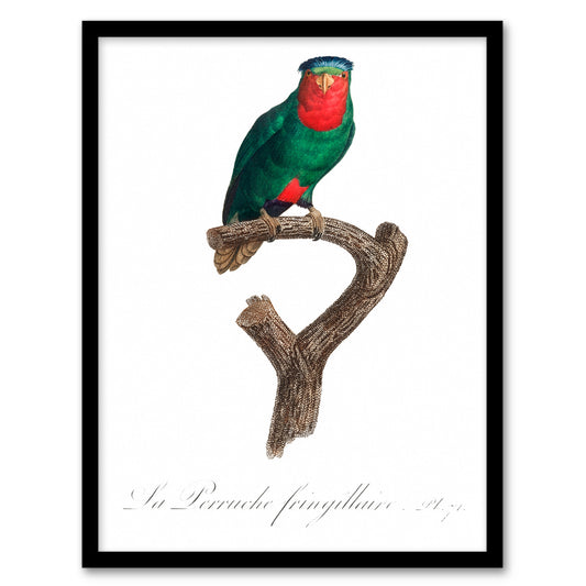 Francois Levaillant Framed Wall Art The blue Crowned Lorikeet Parrot Home Décor