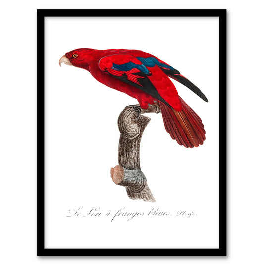 Francois Levaillant Framed Wall Art The Blue Fringed Red Lori Parrot Home Décor