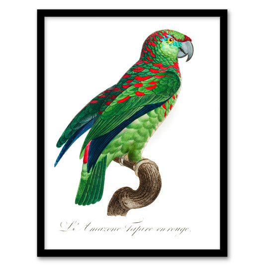 Francois Levaillant Framed Wall Art The Blue Fronted Amazon Parrot Home Décor