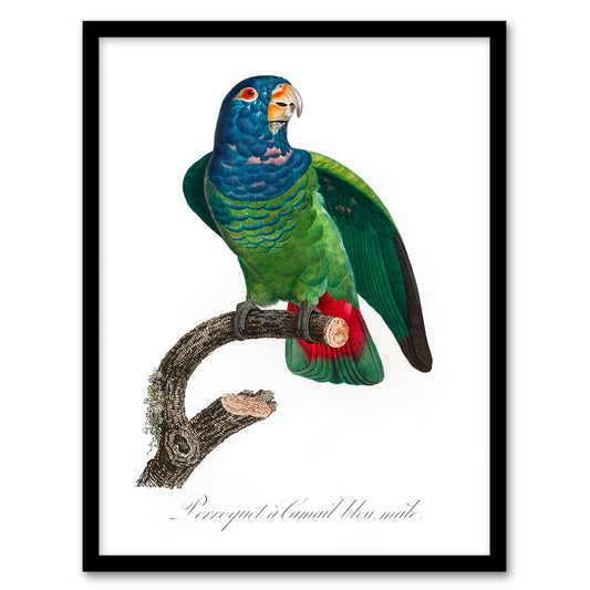 Francois Levaillant Framed Wall Art Print The Blue Headed Parrot Home Décor