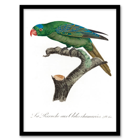 Francois Levaillant Framed Wall Art Print The Blue Naped Parrot Home Décor