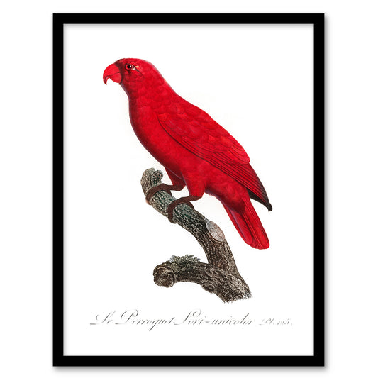 Francois Levaillant Framed Wall Art Print The Cardinal Lory Parrot Home Décor