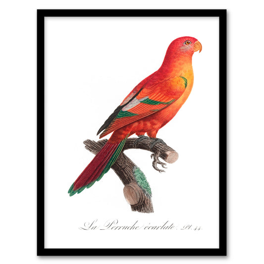 Francois Levaillant Framed Wall Art Print The Crimson Shining Parrot Home Décor