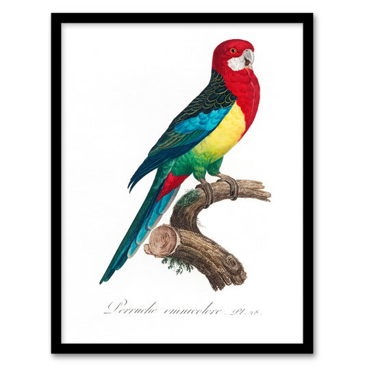 Francois Levaillant Framed Wall Art Print The Eastern Rosella Parrot Home Décor