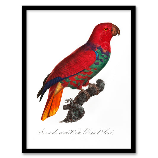 Francois Levaillant Framed Wall Art Print The Eclectus Parrot Home Décor