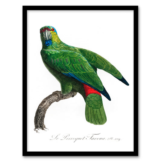 Francois Levaillant Framed Wall Art Print The Festive Amazon Parrot Home Décor