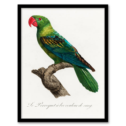 Francois Levaillant Framed Wall Art Print The Great Billed Parrot Home Décor
