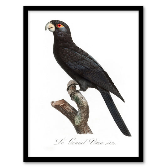 Francois Levaillant Framed Wall Art Print The Greater Vasa Parrot Home Décor