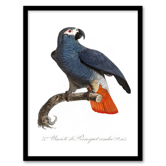 Francois Levaillant Framed Wall Art The Grey Parrot Illustration Home Décor
