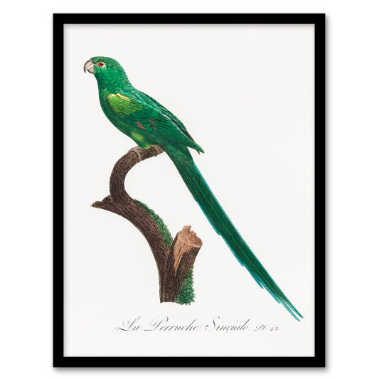 Francois Levaillant Framed Wall Art Print The Long Tailed Parakeet Home Décor