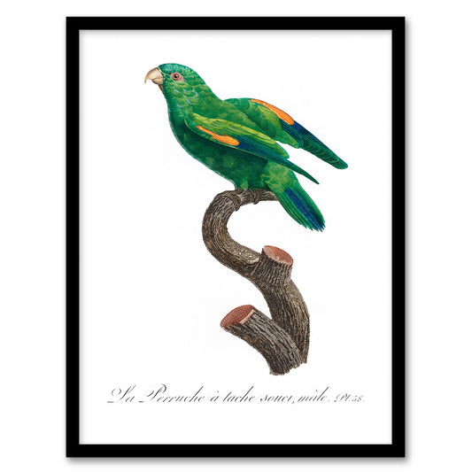 Francois Levaillant Framed Wall Art The Marigold Lorikeet Parrot Home Décor