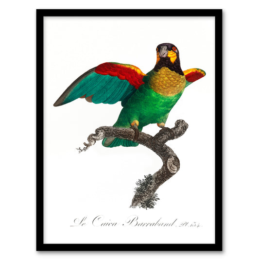 Francois Levaillant Framed Wall Art Print The Orange Cheeked Parrot Home Décor