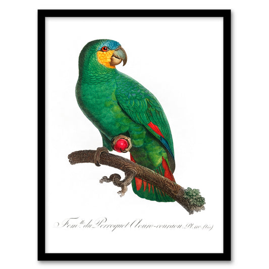Francois Levaillant Framed Wall Art The Orange Winged Amazon Parrot Home Décor