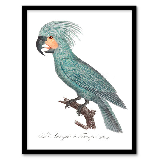 Francois Levaillant Framed Wall Art Print The Palm Cockatoo Parrot Home Décor