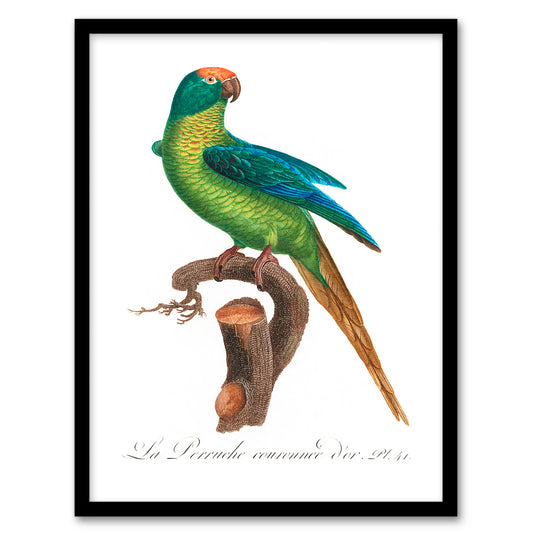 Francois Levaillant Framed Wall Art Print The Peach Fronted Parakeet Home Décor