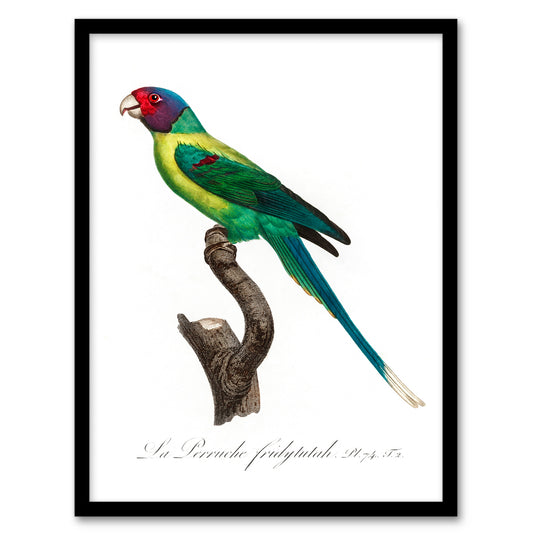 Francois Levaillant Framed Wall Art Print The Plum Headed Parakeet Home Décor