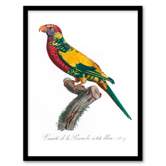 Francois Levaillant Framed Wall Art Print The Rainbow Lorikeet Parrot Home Décor