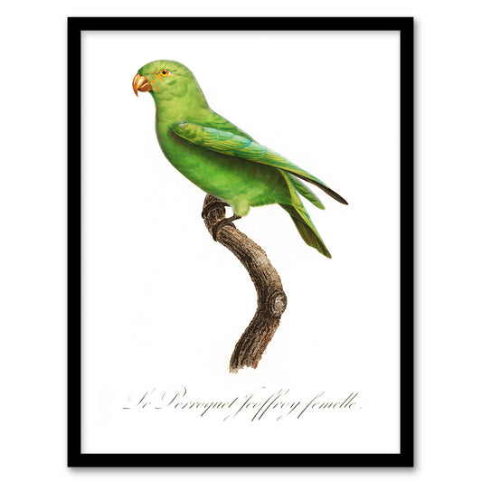 Francois Levaillant Framed Wall Art Print The Red Cheeked Parakeet Home Décor