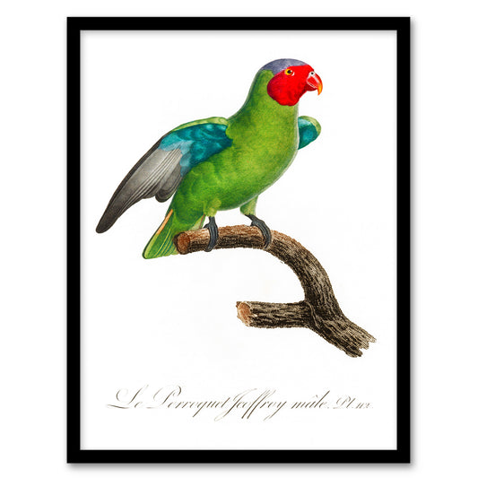 Francois Levaillant Framed Wall Art Print The Red Cheeked Parrot Home Décor
