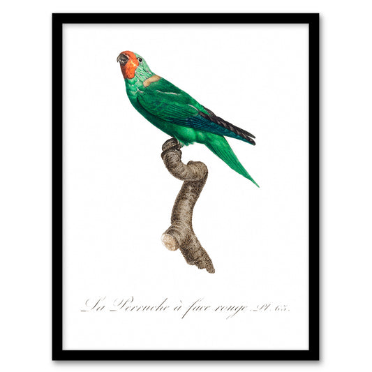 Francois Levaillant Framed Wall Art Print The Red Faced Parrot Home Décor